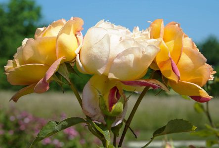Photographie d'une rose de couleur jaune-orangée
