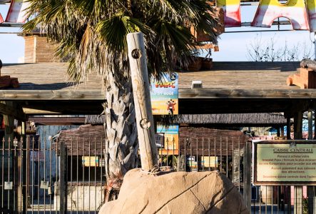 Magali Dougados Des faux palmiers en plastique à l'entrée d'un parc d'attraction ou d'un parc aquatique.
