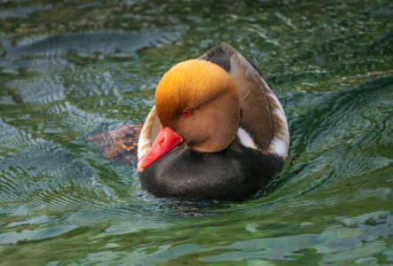 Photo d'une Nette rousse sur l'eau qui nage en direction du photographe