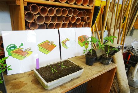 Lieu: le rempotoir avec des semis de tomates et en en fond des pot