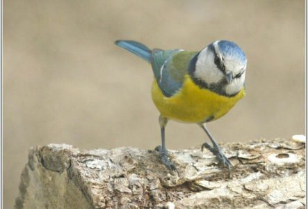 Une photo en couleur avec une mésange