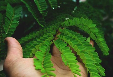 Une plante de notre jardin