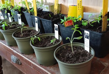 Plusieurs pots avec des petits plantons