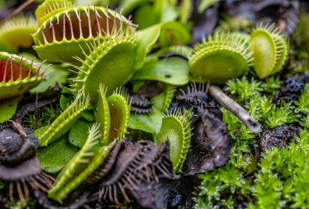 Gros plan sur des plantes carnivores