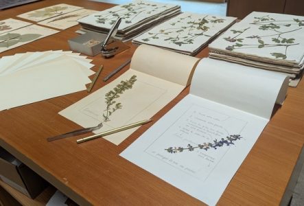 Herbier posé une table pour la préparation d'un atelier